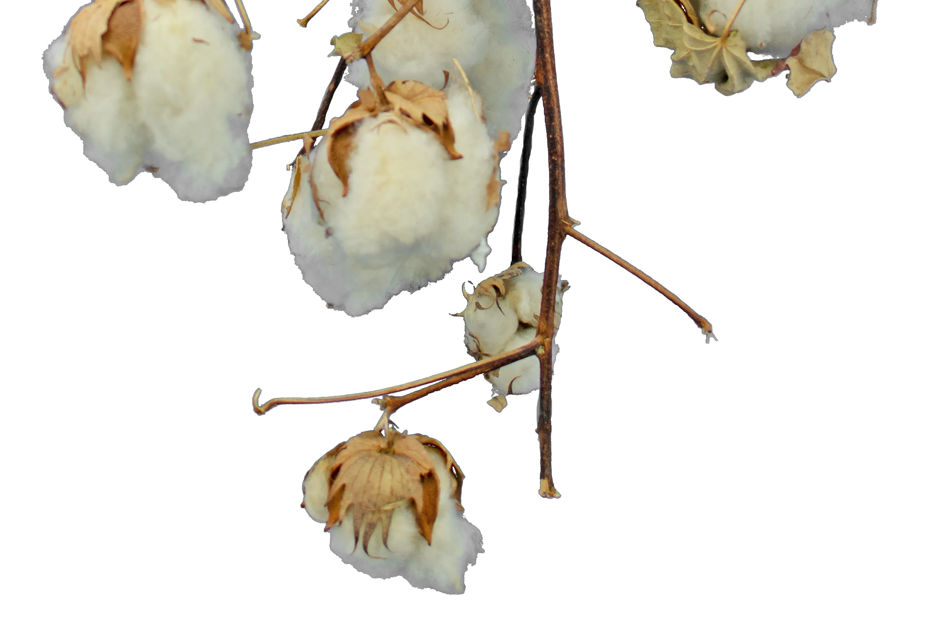 Cotton Stalk Natural Branch