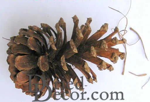 LongLeaf Pine Cones - Natural