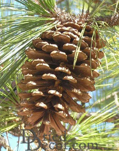 LongLeaf Pine Cones - Natural