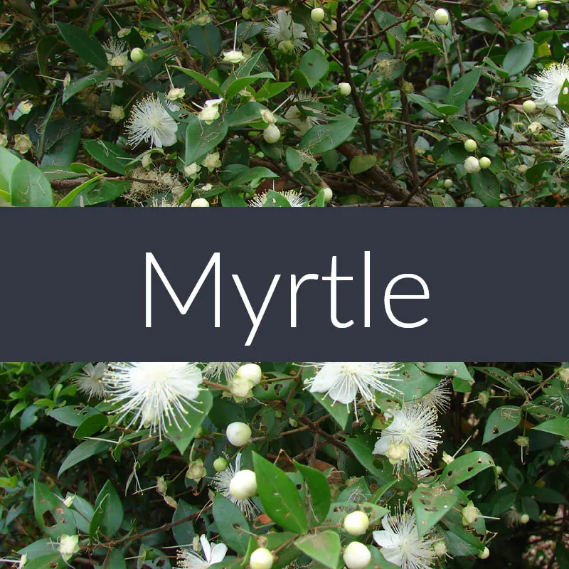 Myrtle Essential Oil