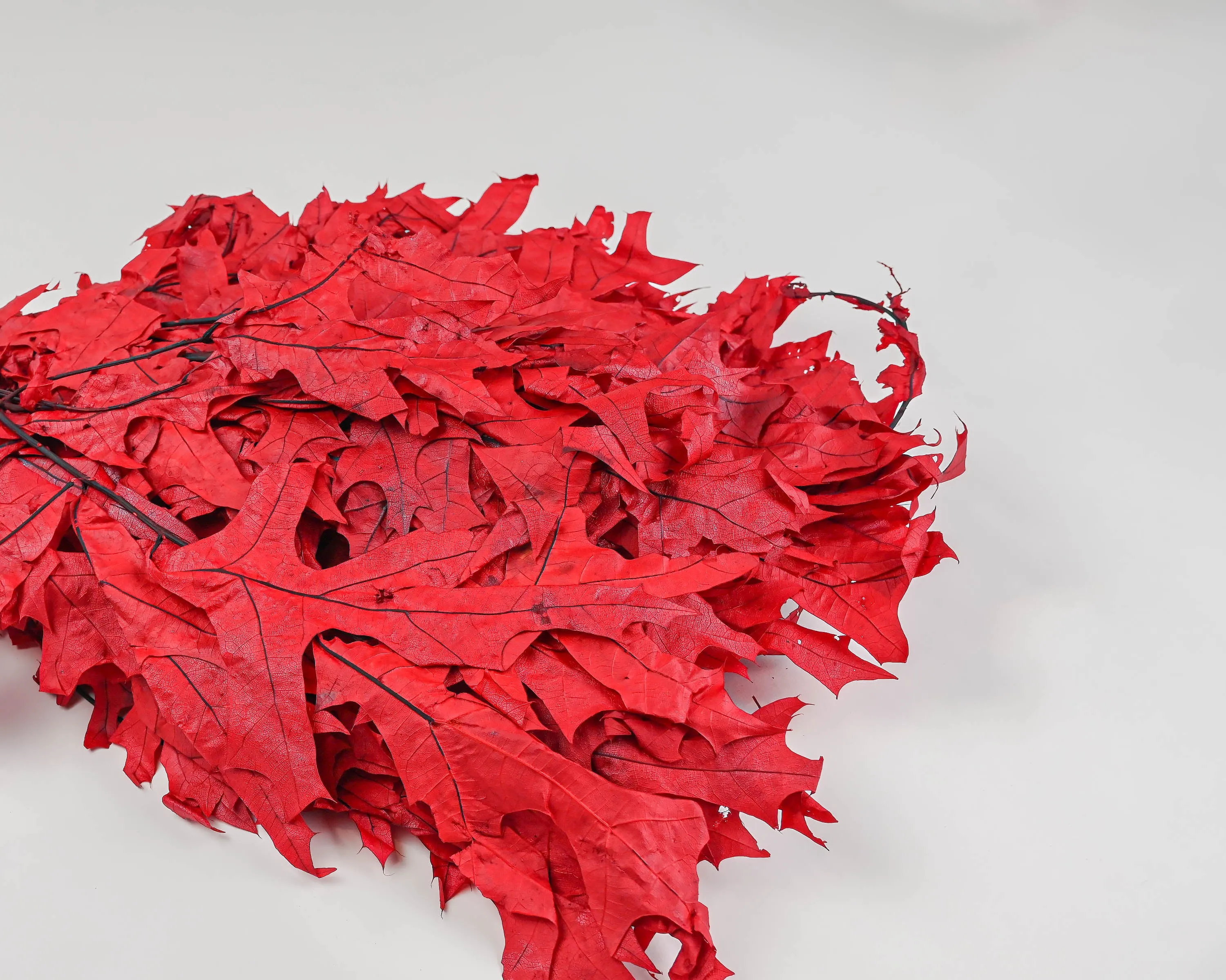 Preserved Red Oak Leaves (1 LB dried leaves)