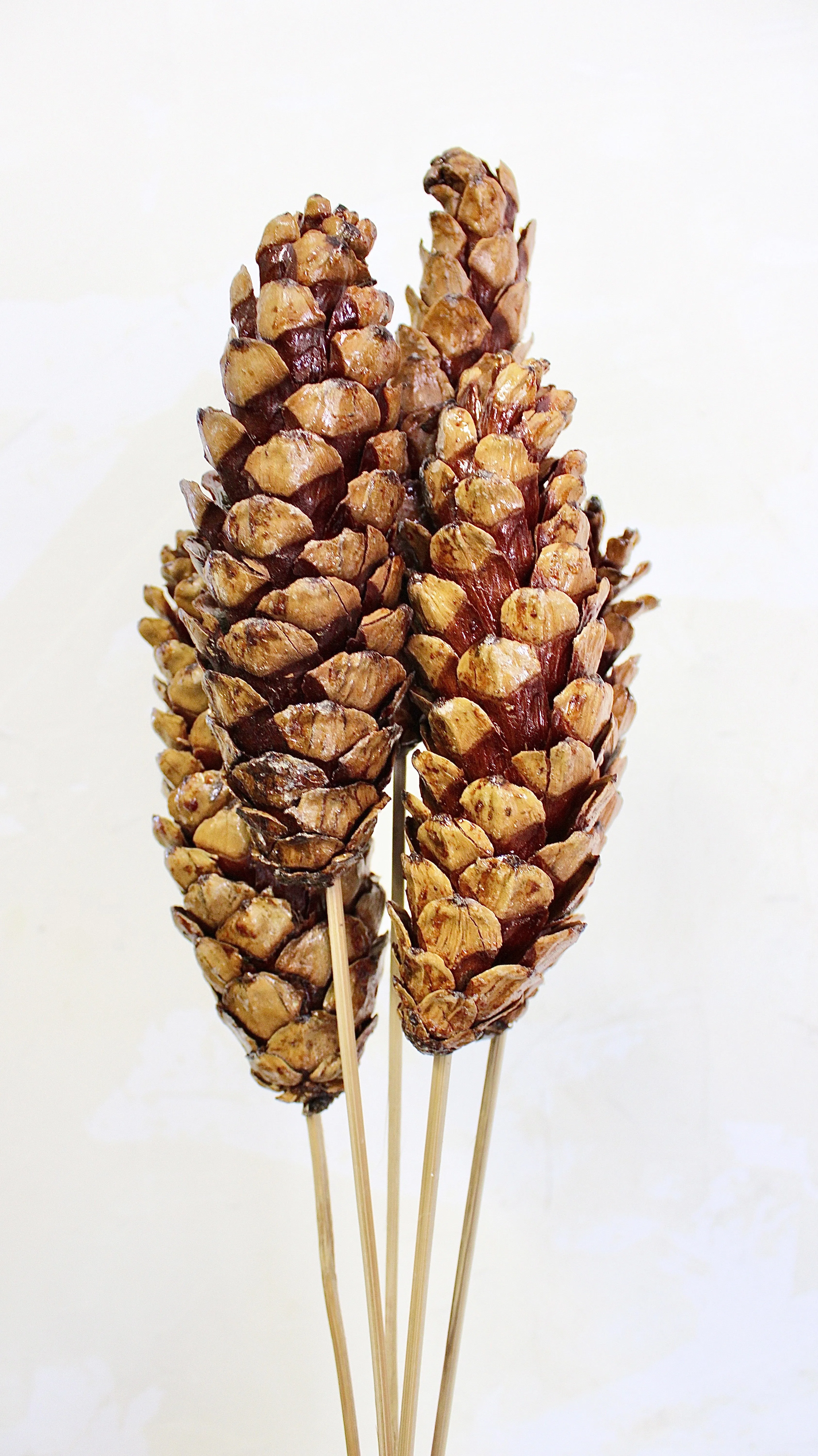 Strobus Pine Cone Bundle